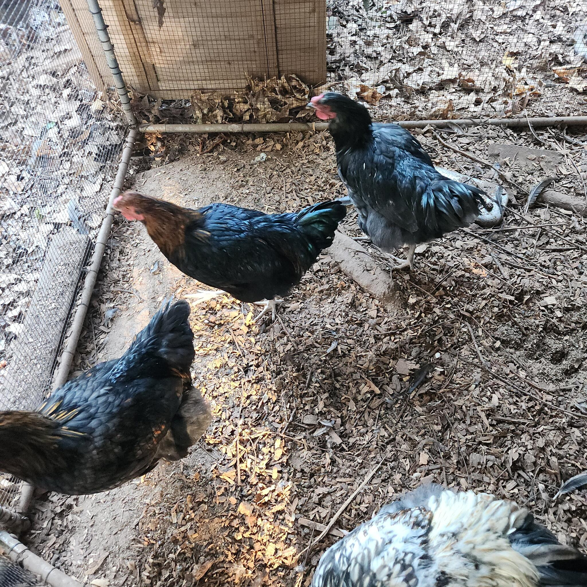 New Larchio 45 Piece Thanksgiving Turkey Floor Puzzle For $12 In for Thanksgiving Floor Puzzle