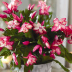 Alternative Christmas Houseplants | Bbc Gardeners World Magazine With Regard To Popular Christmas House Plant Crossword