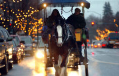 Horse-Drawn Rides Delight with regard to Horse Drawn Carriages Delivering Christmas Trees Crossword