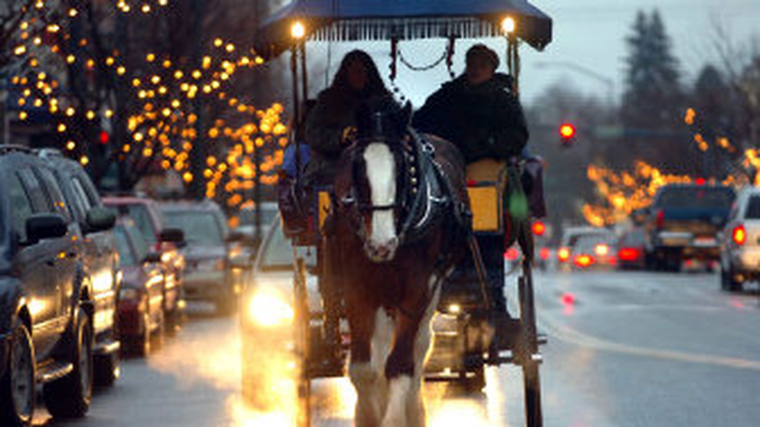 Horse-Drawn Rides Delight with regard to Horse Drawn Carriages Delivering Christmas Trees Crossword