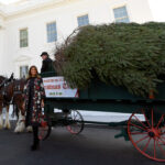 Melania Trump Welcomes Christmas Tree To White House | Fox News Throughout Horse Drawn Carriages Delivering Christmas Trees Crossword