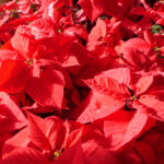 Poinsettia: Flower Of The Christmas Season | Live Science Regarding A Beautiful Red Flower Christmas Crossword