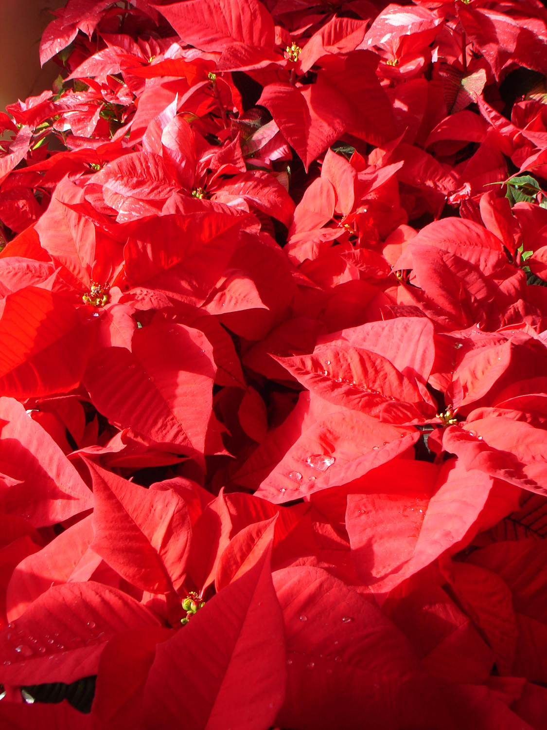 Poinsettia: Flower Of The Christmas Season | Live Science regarding A Beautiful Red Flower Christmas Crossword