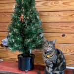 Rex Parker Does The Nyt Crossword Puzzle: Hungarian Violinist In Gunk On A Christmas Tree Crossword