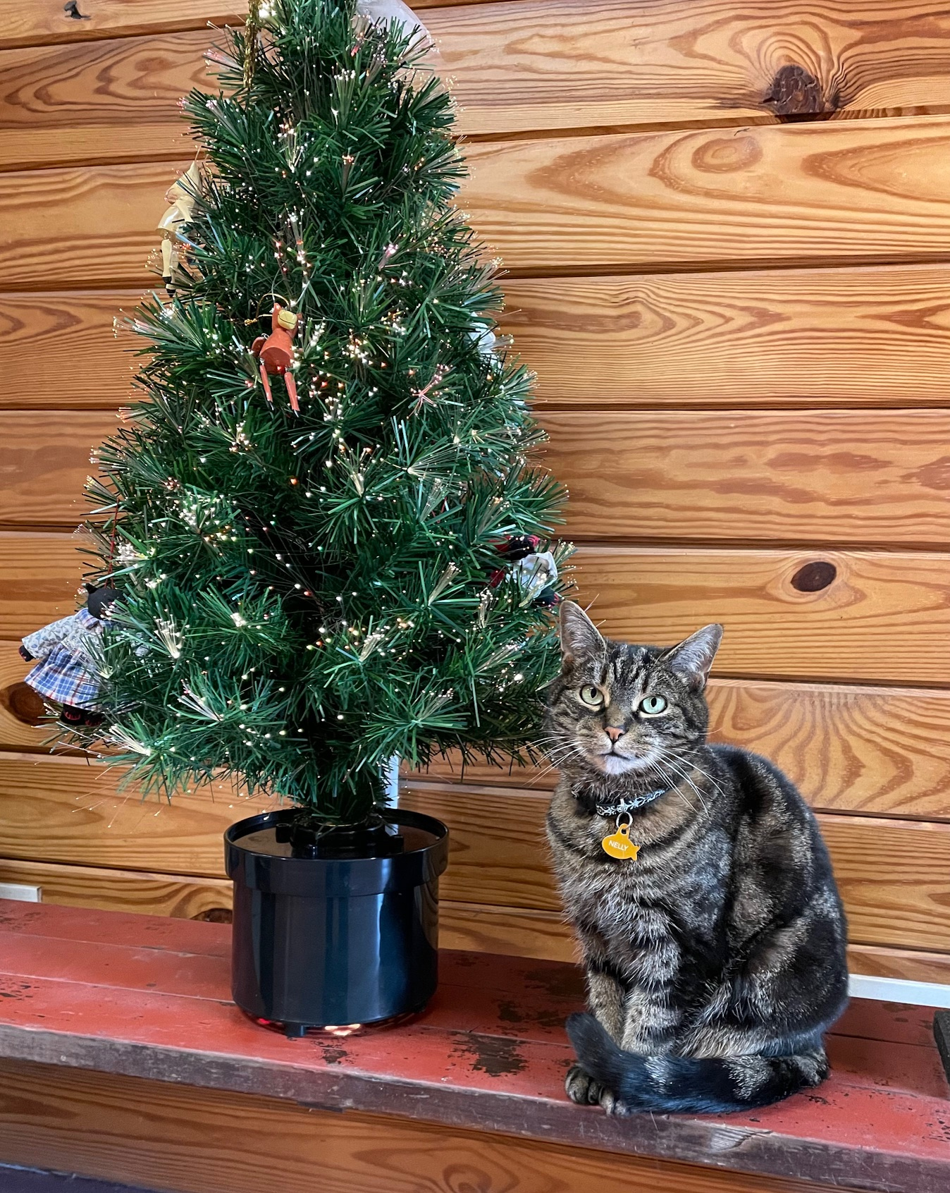 rex parker does the nyt crossword puzzle hungarian violinist regarding christmas baubles often nyt crossword clue Rex Parker Does The Nyt Crossword Puzzle: Hungarian Violinist regarding Christmas Baubles Often Nyt Crossword Clue