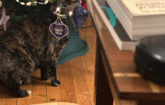 Rex Parker Does The Nyt Crossword Puzzle: Infamous Bushranger with regard to Gunk on a Christmas Tree Crossword