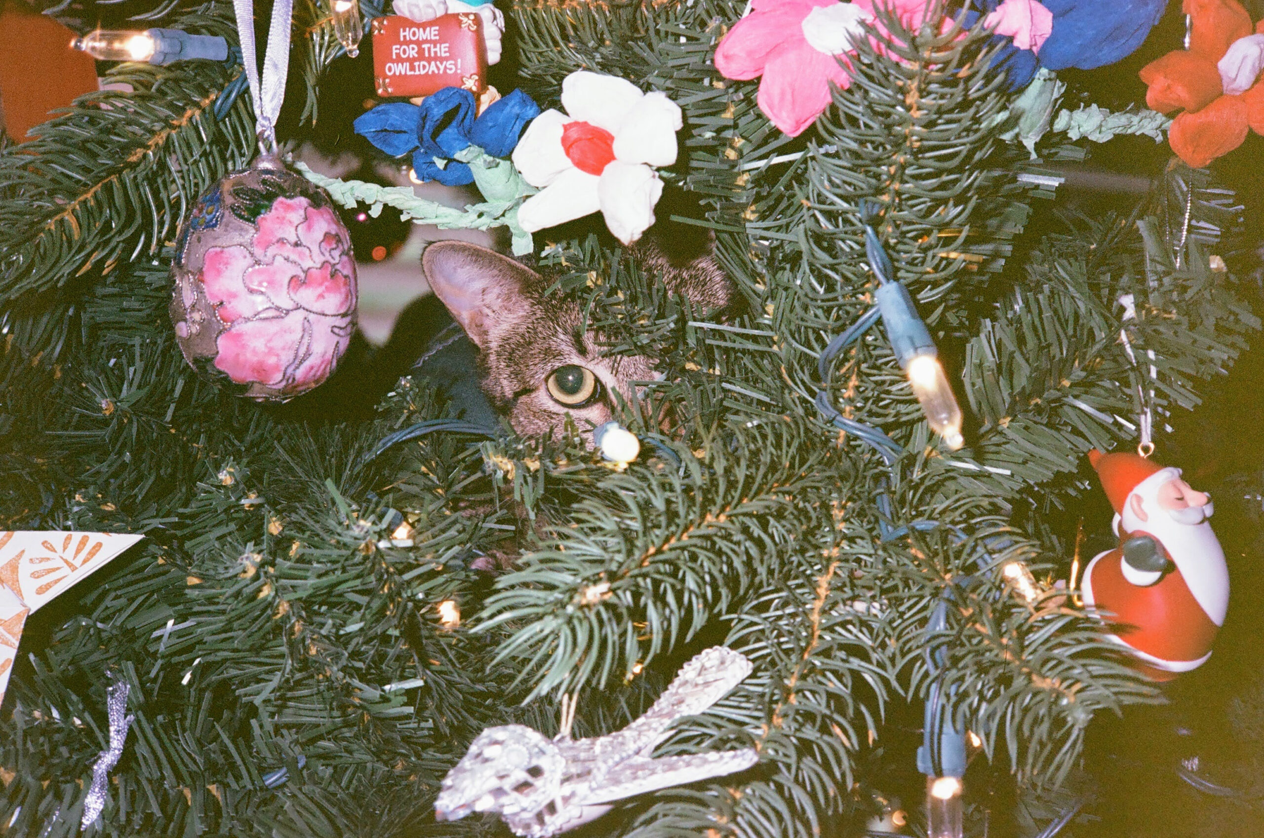 rex parker does the nyt crossword puzzle low key place for intended for gunk on a christmas tree crossword scaled Rex Parker Does The Nyt Crossword Puzzle: Low-Key Place For intended for Gunk on a Christmas Tree Crossword