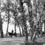 Turns Of Phrase   The New York Times Throughout Horse Drawn Carriages Delivering Christmas Trees Crossword Clue